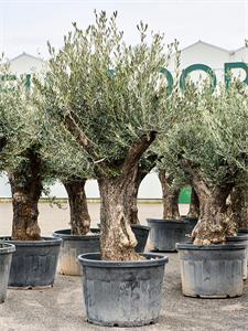 Olea europaea (220-260) Bonsai