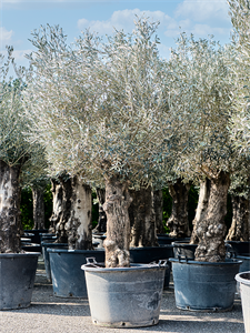 Olea europaea (240-300) Bonsai, 41206