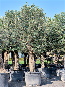 Olea europaea (240-300) Bonsai, 41207