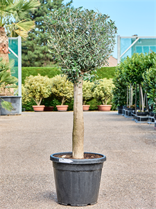 Olea europaea (150-175) Stem, 41208