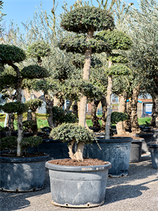 Olea europaea 'Sylvestris' (160-200) Bonsai