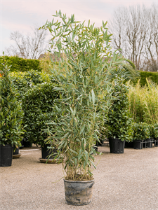 Phyllostachys bissetii Bush