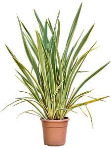 Phormium tenax 'Variegatum Bush