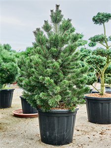 Pinus mugo 'Gnom' Bush