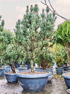 Pinus mugo 'Rigi' Bush