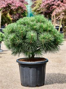 Pinus nigra 'Brepo' Stem