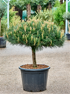 Pinus nigra 'Brepo' Stem