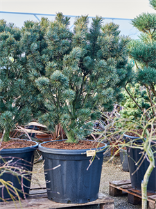 Pinus pumila 'Glauca' (160-200) Bush