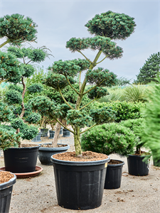 Pinus parviflora 'Saphir' Bonsai