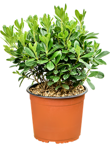 Pittosporum tobira 'Nana' Bush