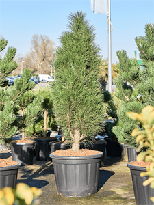 Pinus nigra 'Green Tower' Bush