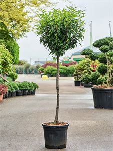 Prunus lusitanica 'Angustifolia' Stem