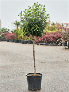 Prunus lusitanica 'Angustifolia' (160-180) Stem