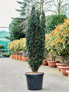 Taxus baccata 'Black Tower' Bush