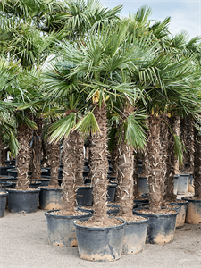 Trachycarpus fortunei (260-300) Stem (140-160)