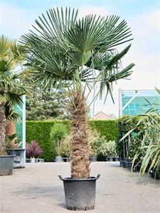 Trachycarpus fortunei (200-260) Stem (100-120)