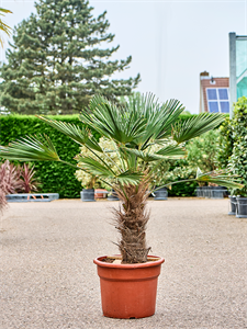 Trachycarpus wagnerianus Stem (30-40)