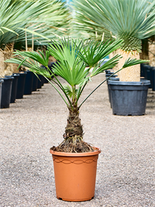 Trachycarpus wagnerianus Stem