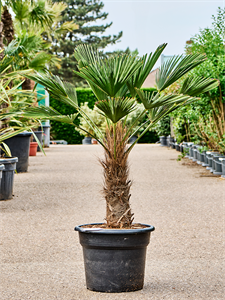 Trachycarpus wagnerianus Stem (50-60)