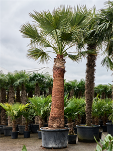 Washingtonia filifera (475-525) Stem (220-260)