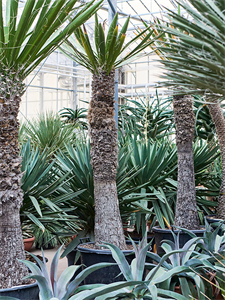 Yucca carnerosana Stem