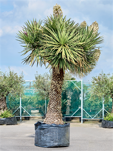 Yucca filifera 'Australis' Stem branched