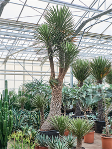 Yucca filifera Stem branched