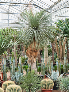 Yucca linearifolia Stem