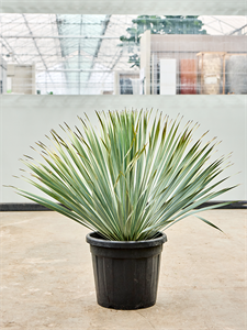 Yucca rostrata -