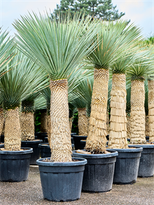 Yucca rostrata (210-230) Stem (100-110)