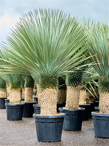 Yucca rostrata Stem