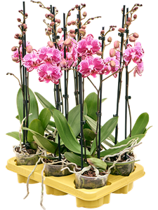 Phalaenopsis 'Molly' 6/tray 2-Branches Pink