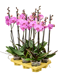 Phalaenopsis 'Laura' 6/tray 2-Branches Pink