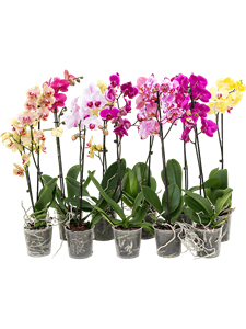 Phalaenopsis Mix 10/tray 1-Branch