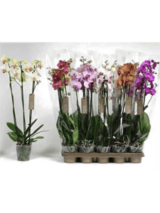 Phalaenopsis mix 10/tray 3-Branches 18+