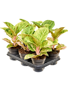 Aglaonema 'Apple Fantasy' 6/tray Tuft