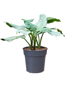 Aglaonema 'Aluminio' Tuft