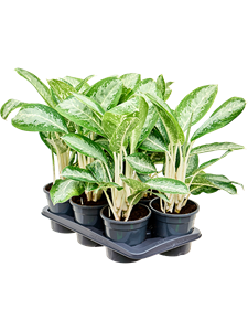 Aglaonema 'Anouk' 6/tray Tuft