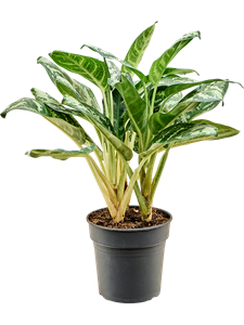 Aglaonema 'Amazon Silver' Bush