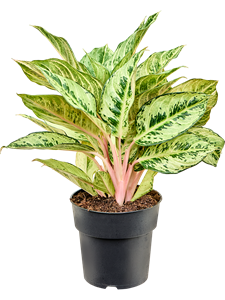 Aglaonema 'Chartreuse Pretty'