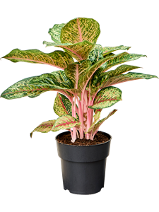 Aglaonema 'Carnival Queen' Tuft