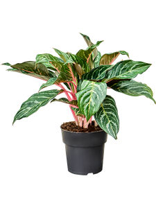 Aglaonema 'Dreamcatcher' Tuft