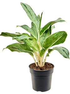 Aglaonema 'Horizon' Tuft