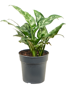 Aglaonema 'Maria' Tuft