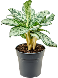 Aglaonema 'Patricia' Tuft