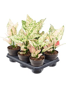 Aglaonema 'Rosy' 6/tray Tuft