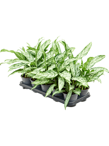 Aglaonema 'Silver Queen Compact' 10/tray Tuft