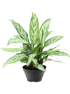 Aglaonema 'Silver Queen' 6/tray Tuft