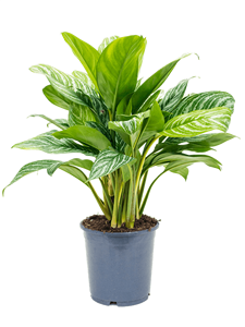 Aglaonema 'Stripes' Tuft, 41308