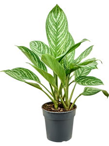 Aglaonema 'Stripes' Tuft, 41309